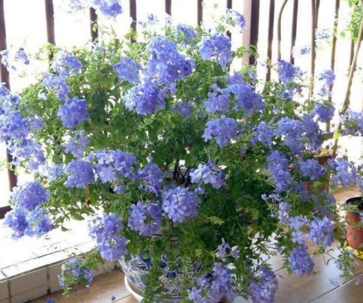 4种花自带财运,家里养一盆,美丽鲜花,家里变成“小花园”