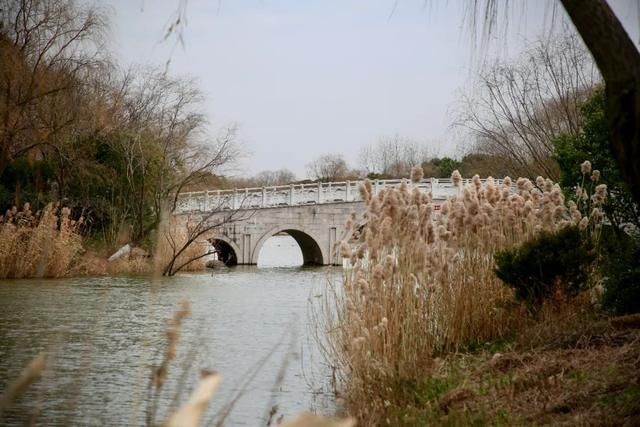 故事|【探索】顾村公园里的这些桥，有着传奇的故事