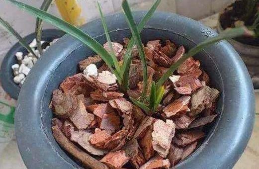 想要养花爆盆，就得给花施肥，有“3种玩意”养花，啥花都能爆