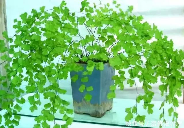 生长|卫生间放一盆这个植物,异味全跑光,绿意盎然又芬芳