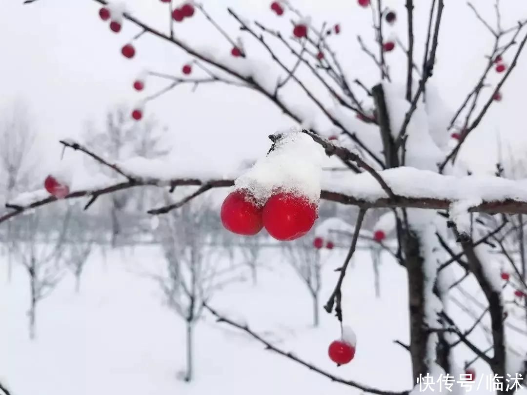 心动的感jio !！临沭绝美雪景大片，如诗如画