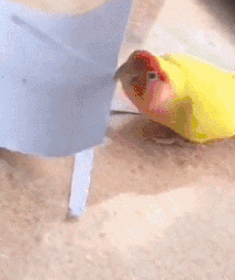 |搞笑趣图:工地搬砖,居然来了一个妹子