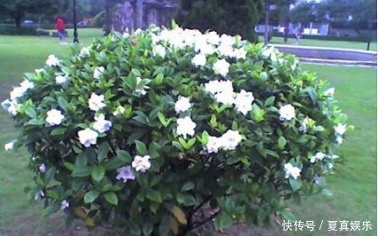 比“雨水”浇花还好,这种水家家有,浇花不用施肥,百利无一害