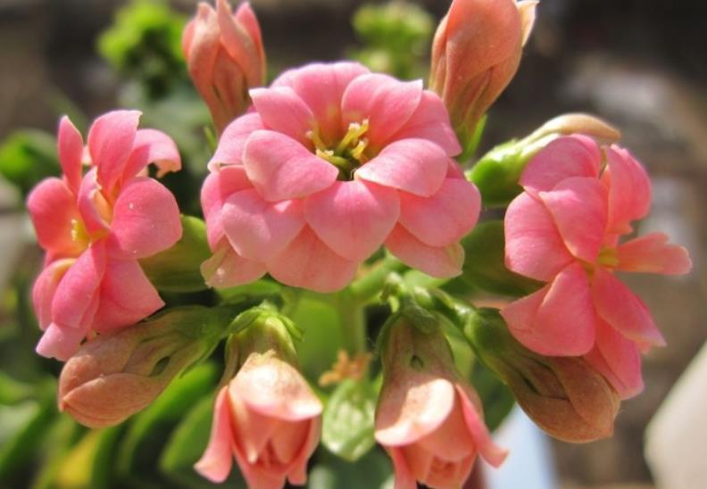 橡皮树|适合家庭养护的10种花,入冬了要注意保暖,不然冻伤了真可惜