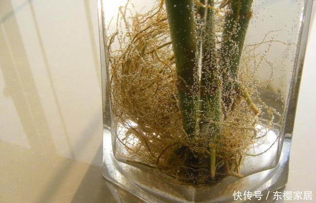 到底|这么多的养花技巧,到底哪个能用