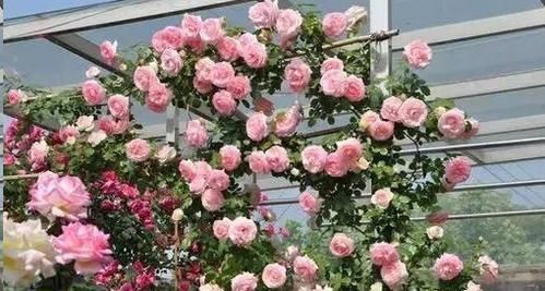 夏洛特夫人|推荐10种浓香月季,花量大花期长,新手也会养,值得拥有