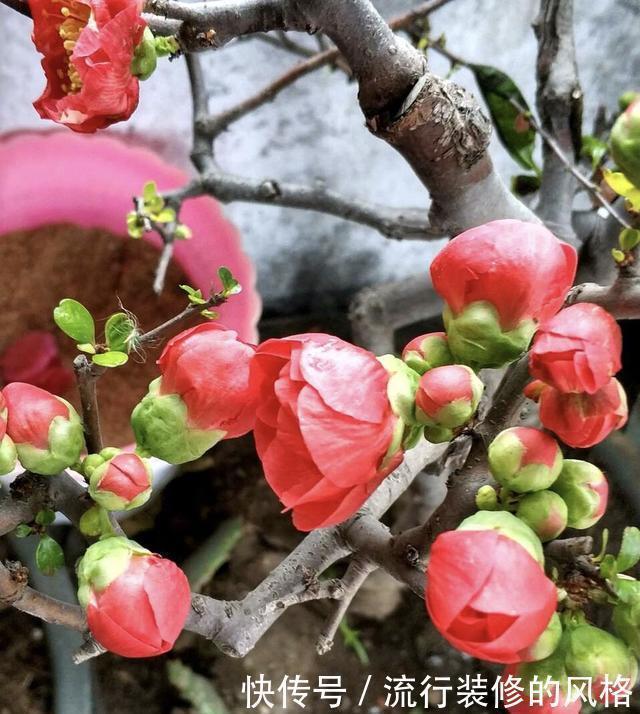  花香|养3种树，春天就开花，花香四溢，第2种：10大花卉之首