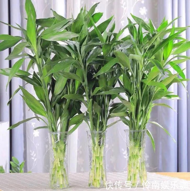 建议爱花人:4种花,加起来不超百元,却有好寓意