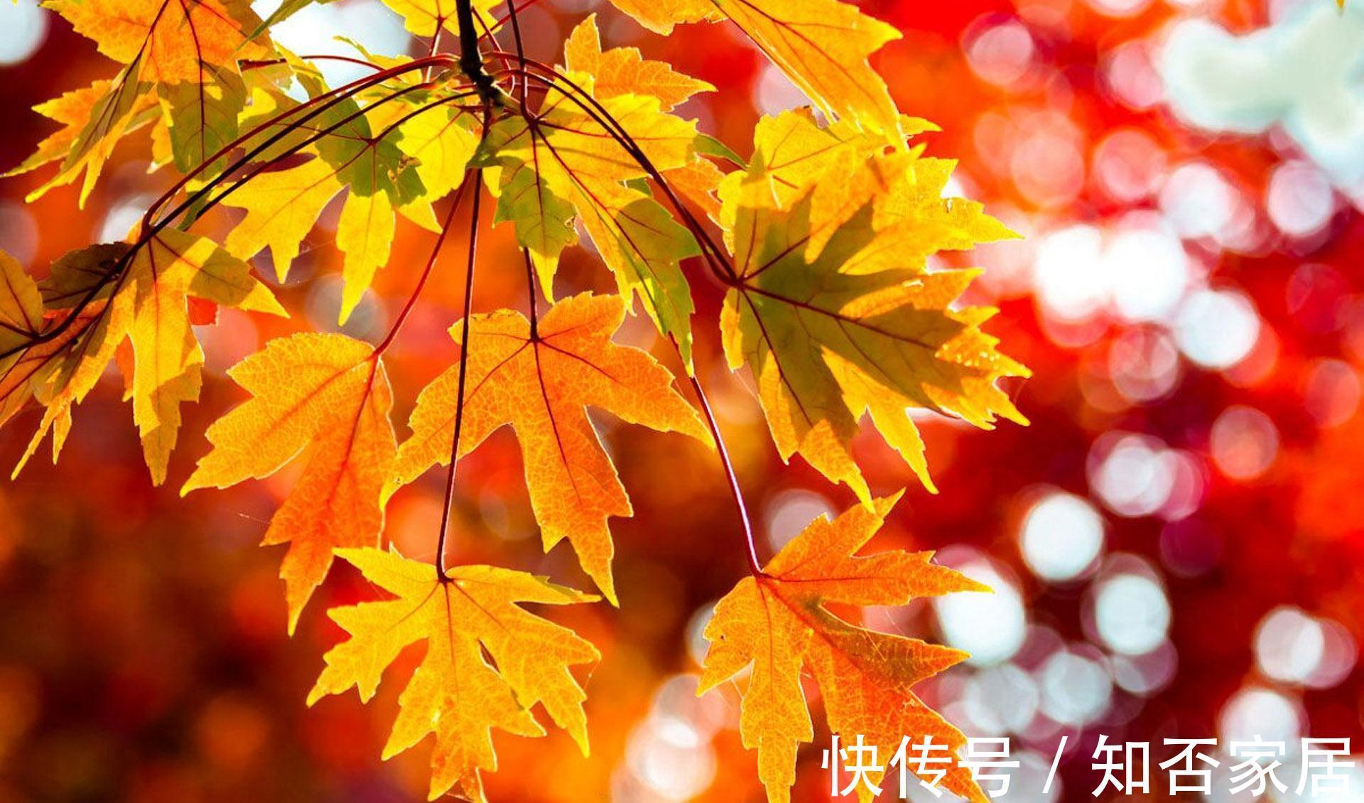 滋阴|最适合秋季吃的6道炖菜,暖心又开胃,两天一小炖,滋阴补气血