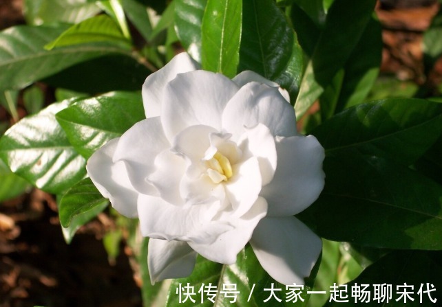 如果不是万不得已,3种花年后再买,省钱又好养