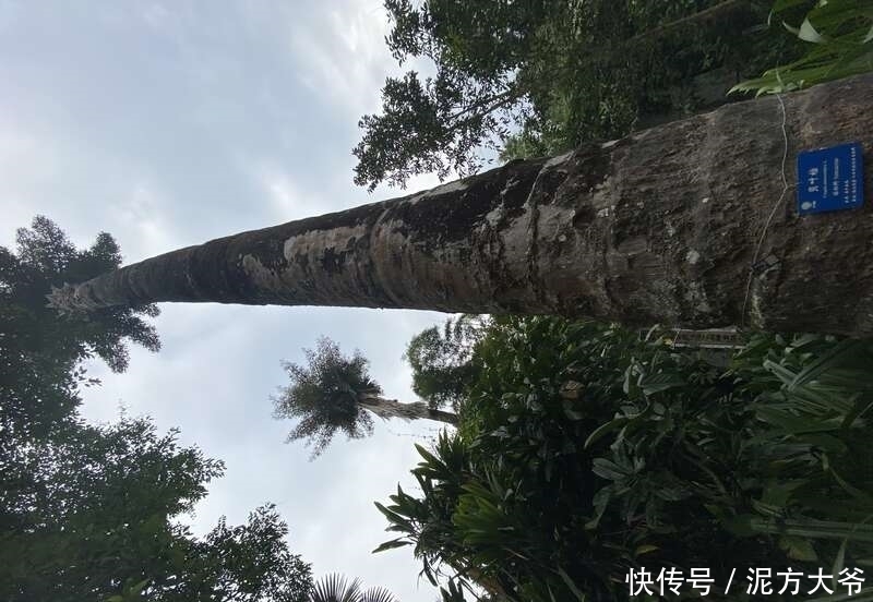 等待50年!西双版纳热带植物园今年7株贝叶棕开花