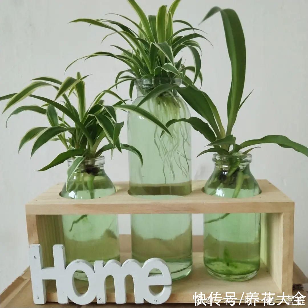 半死不活的花，扔水里，突然长疯了