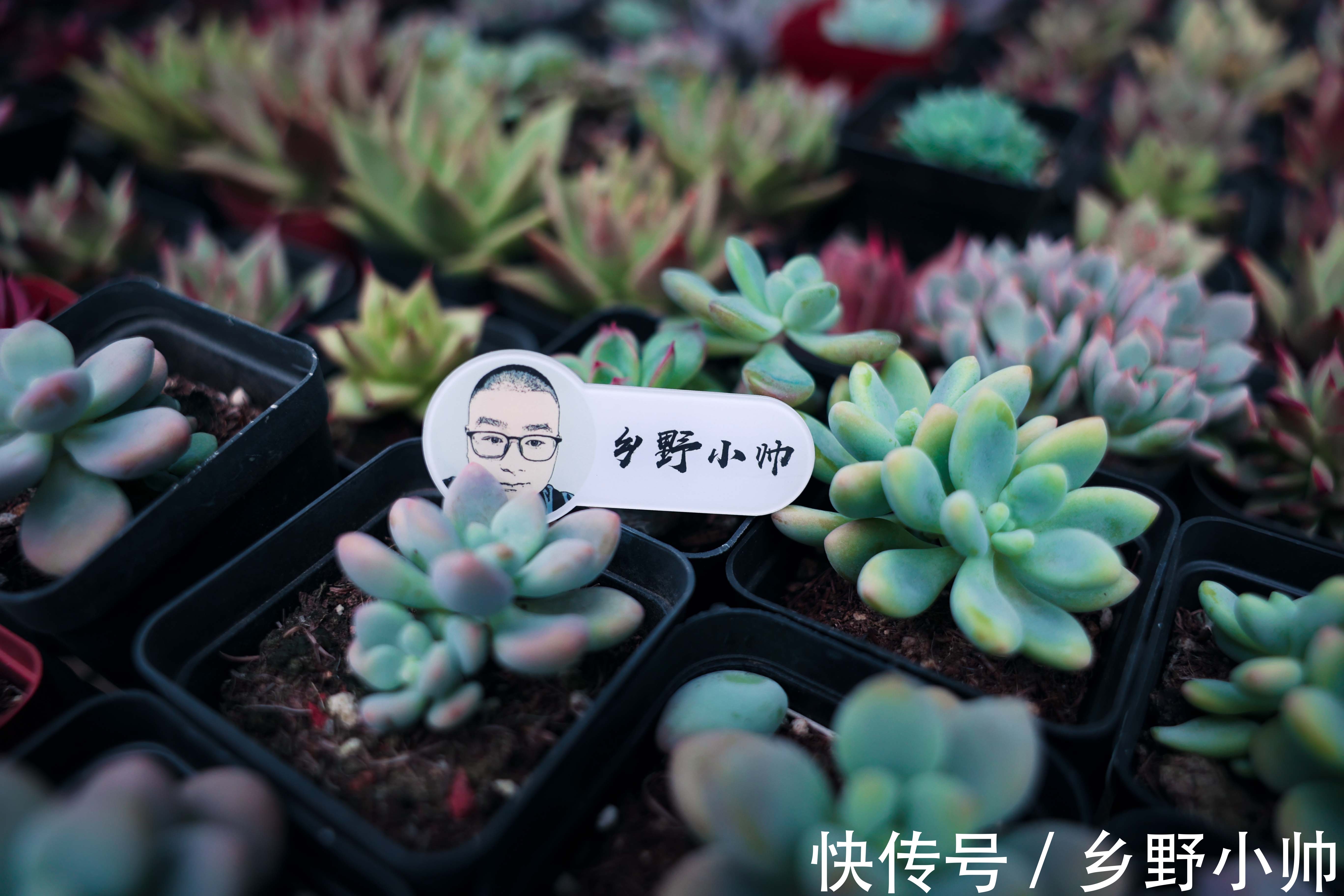 小帅|熬过了盛夏，迎来了初秋，养多肉自得其乐