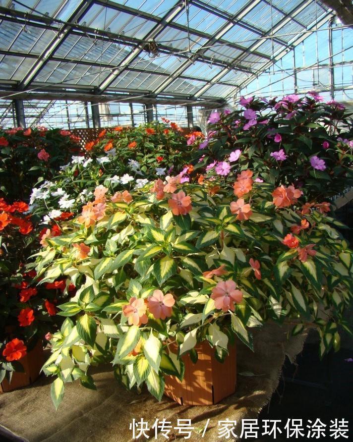 超耐热的盆栽花，花期达半年，盛夏花最美，观叶又赏花，值得拥有