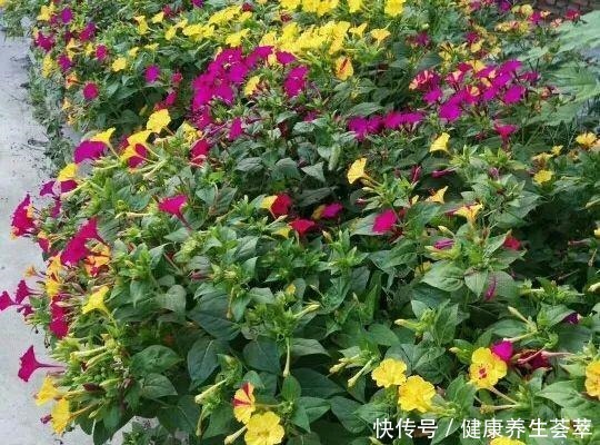 路边捡一把“小地雷”，撒盆里窜出满阳台的紫花，不花一分钱！