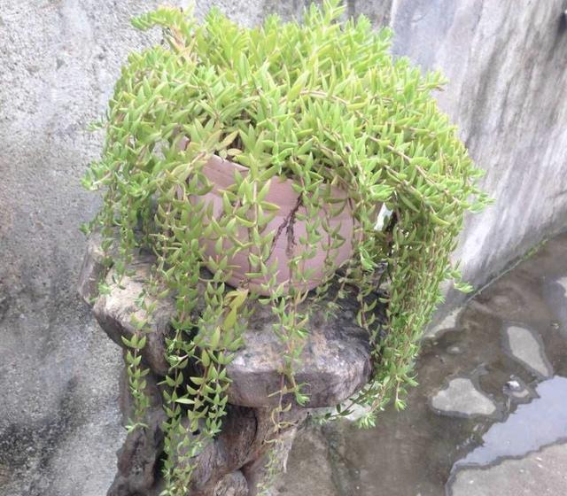 2种植物常被当成“野草”,花店老板娘却拔了“20棵”,卖18元!