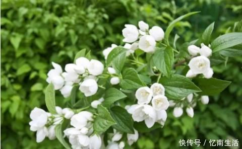 酸性|养花就用一种果皮,直接扔盆里,新芽蹭蹭冒,四季不黄叶