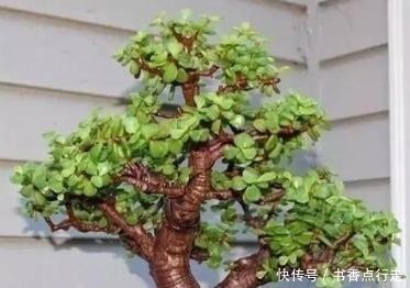 家里养金枝玉叶,几件“小事”做好了,小苗快速变老桩,枝繁叶茂