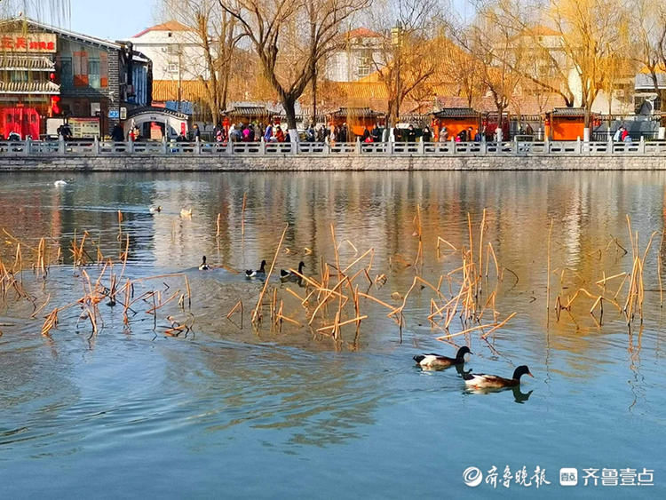 济南百花洲的春天来啦，鸭子、天鹅水中畅游|就地过年?春在身边| 济南百花洲的春天来啦，鸭子、天鹅水中畅游\＂,\＂i12\＂:\＂就地过年?春在身边