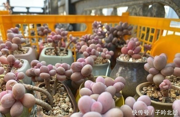 光照|桃蛋不但能养出老桩状态,还能把叶片控出又肥又圆的状态!