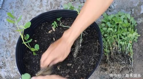 买来的花生米直接撒花盆里养,没过一周就长满一大盆,要不要吃掉