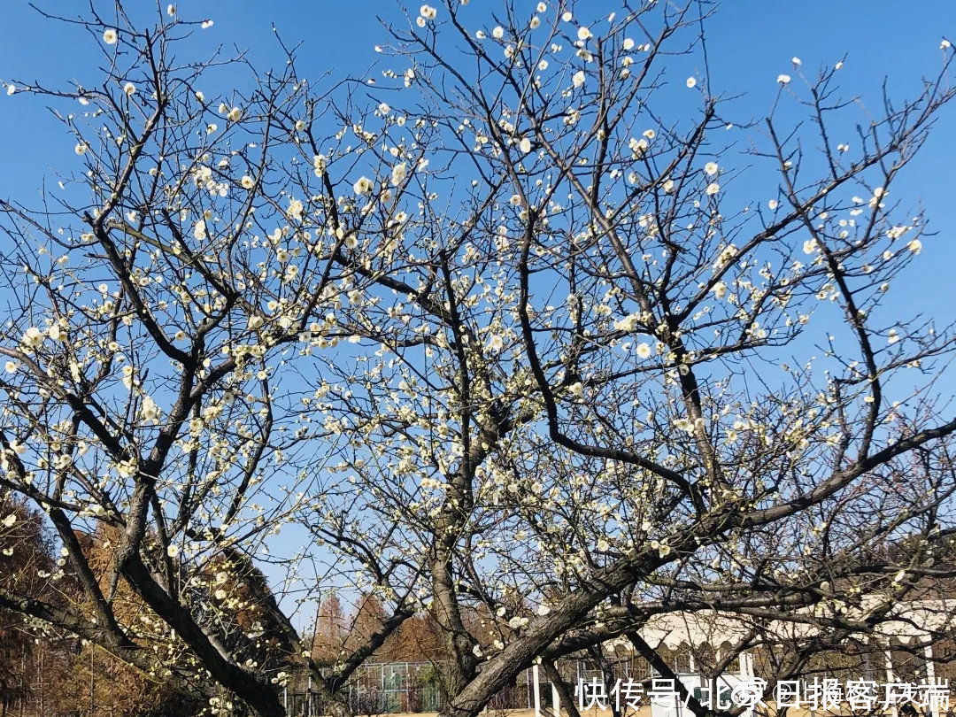 樱花|春在枝头已三分，多图养眼