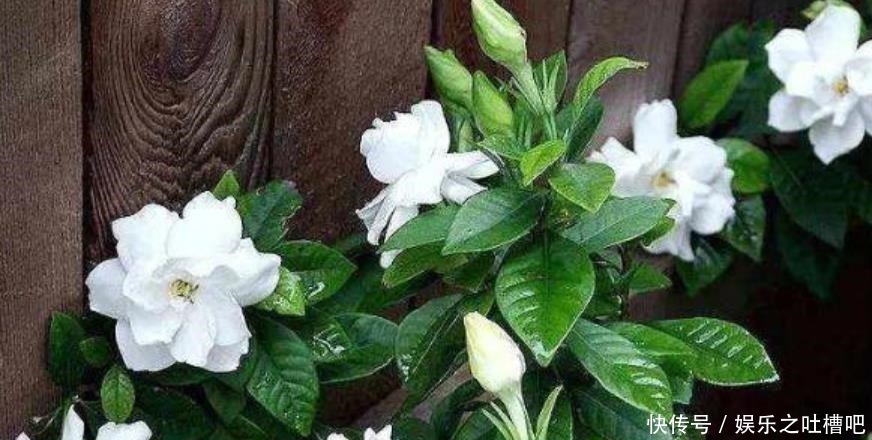 新手养栀子花，最好用“此方法”养，叶子油绿不发黄，花开满盆