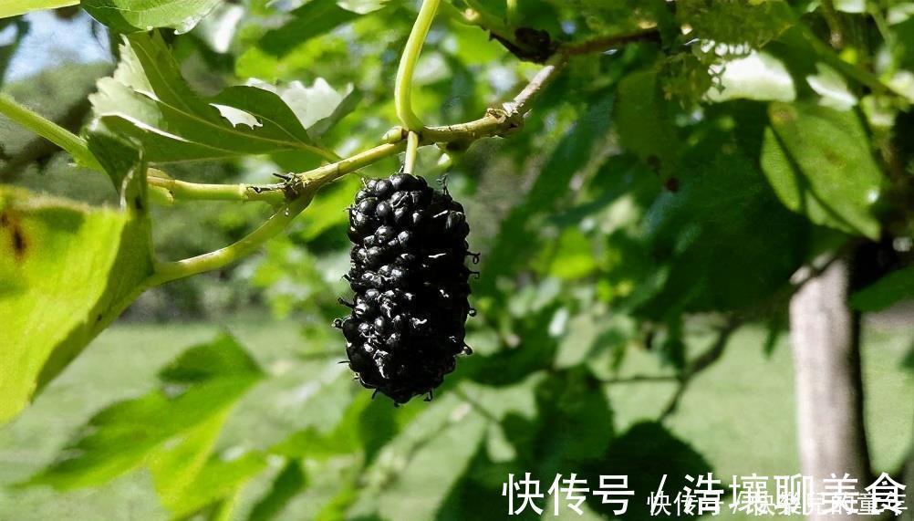 润肺止咳|会吃的人最长寿,常吃3种食物,可以清热化痰,润肺止咳