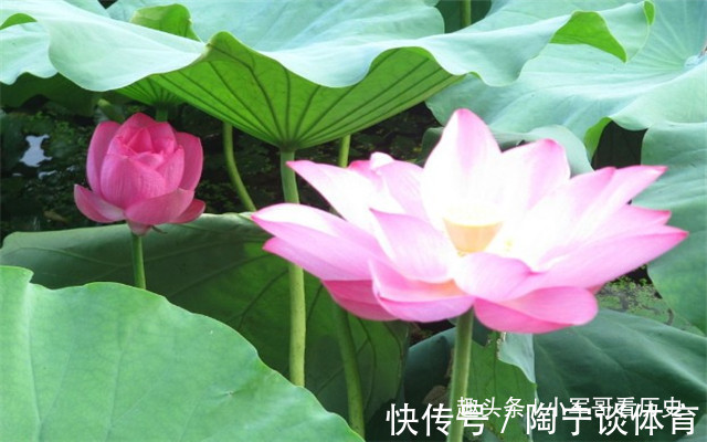 全身|此花全身都是救命的药材,低调中透露出高雅,号称文人墨客的宠儿