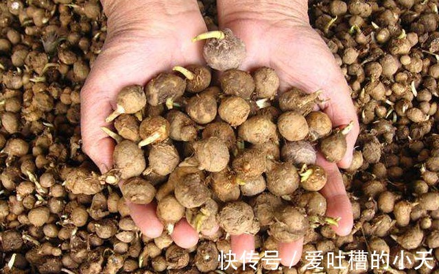 小植物|路旁一种小植物，看似不起眼却要160元一斤，今天知道请珍惜