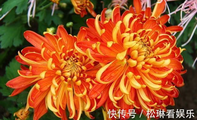 不会养菊花,教你个“小窍门”,秋季就能开爆盆,又大又艳太美了