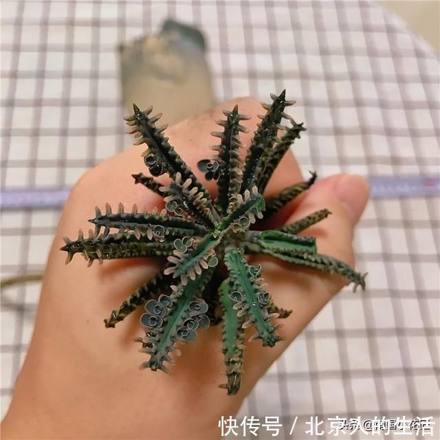 浇水|多肉盛夏“浇水经”1分钟学会,度夏不用愁,高温亦无忧