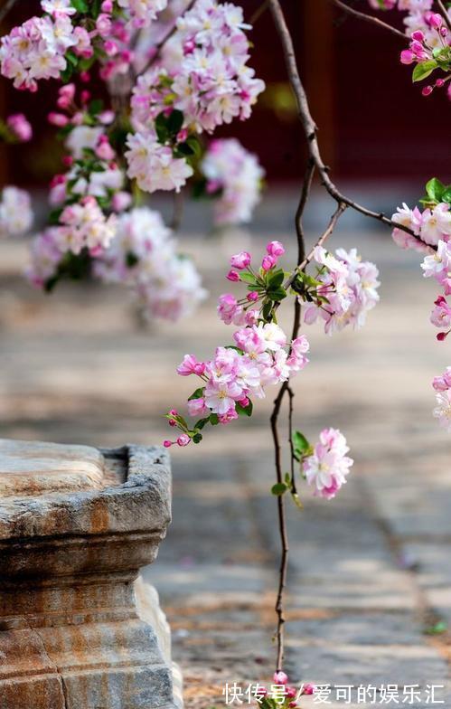 有名的“12种旺财花”,吉祥又大气,养成老桩更“旺家”