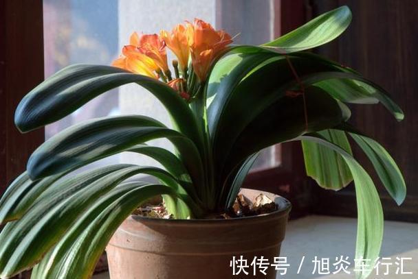 想观花赏叶就盆栽君子兰,学会播种、分株,养一盆得多盆