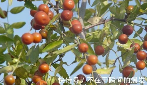 红豆|聪明人爱吃3种食物,润肠通便,护肤排毒,谁吃谁受益!