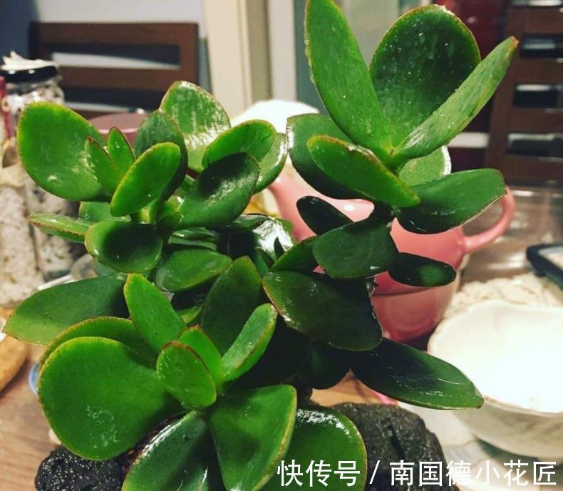打理|秋天盆栽玉树,怎么打理?满足4点,茎干粗壮、根须旺,好过冬