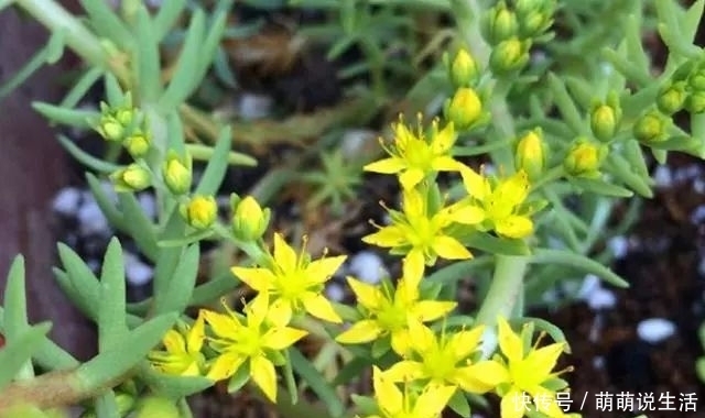 如今|农村路边的小黄花,过去无人采摘,如今很多人种植,遇见记得栽培