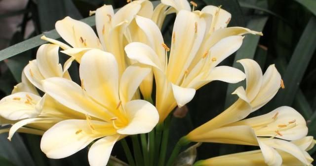 “2种水”浇君子兰,“大白根”蹭蹭冒,叶片绿油油,花朵鲜艳