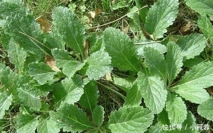 生长在农村路边的一种野草，被称为是“补益药”，知道是啥野草吗