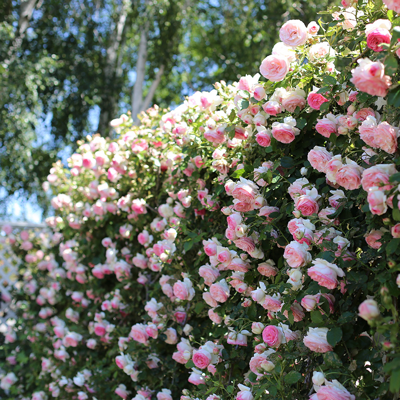 建议不管房子多大,摆上6种盆栽,花香满屋,来客有面子
