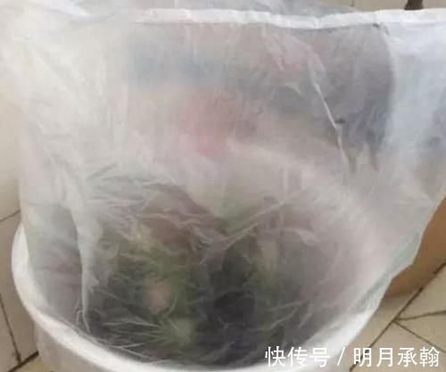 绿萝|闲置塑料袋,冬天拿来养花作用真不小,既能环保又能省钱
