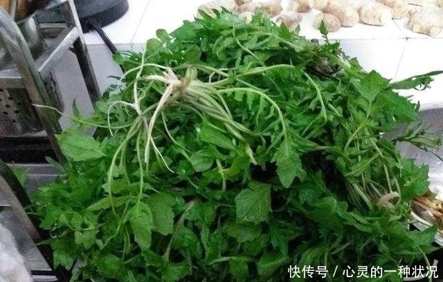 包饺子|用它包饺子比肉馅好吃百倍,它被称为神仙草,常吃提神醒脑