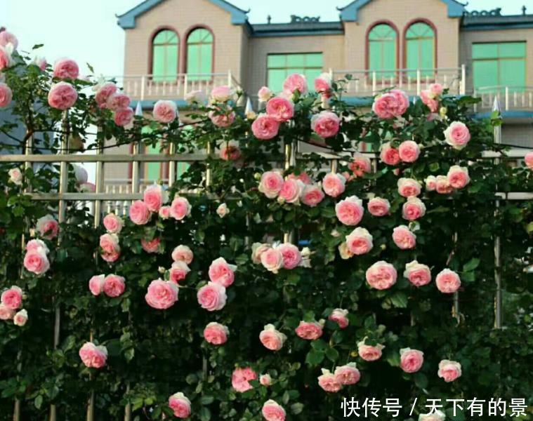 这是我见过的最美的院子:栽满好看的花卉,满眼里是花海