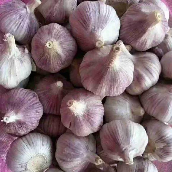 丢一把种子到水里，7天冒出小森林，越热越长个！绿植盆栽不用买