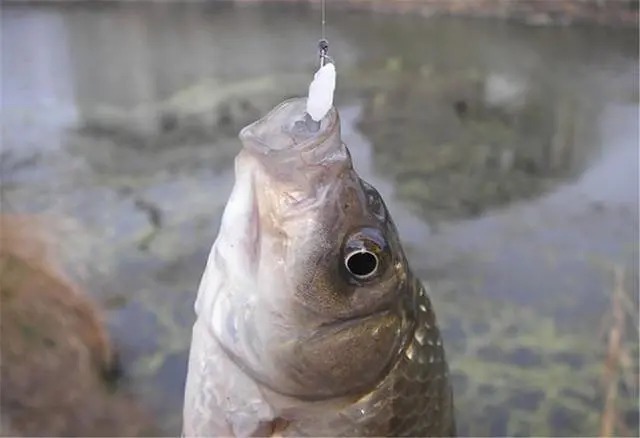 冬季钓鱼的几个坑,不少人还在踩,想要有个好渔获,最好能避开