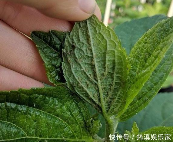 扦插|养花防治黄叶烂根、虫害有技巧6个小动作,让你应对游刃有余