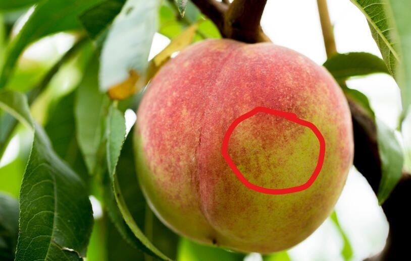 夏天桃子的挑选方法，记住5点，准能买到好吃的桃子