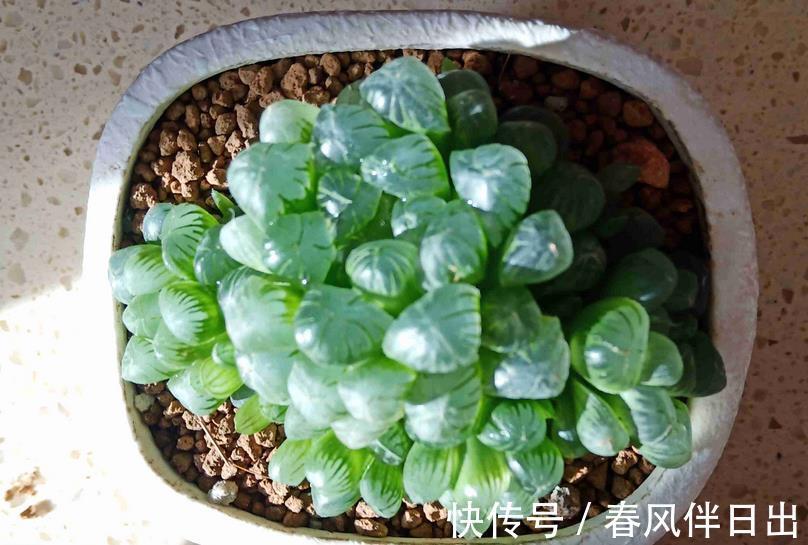 玉露|多肉植物玉露换盆、上盆、服盆要事