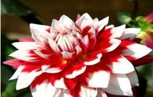 喜欢菊花,不如试试“稀有名品”凤羽明霞,造化神秀,美极了!