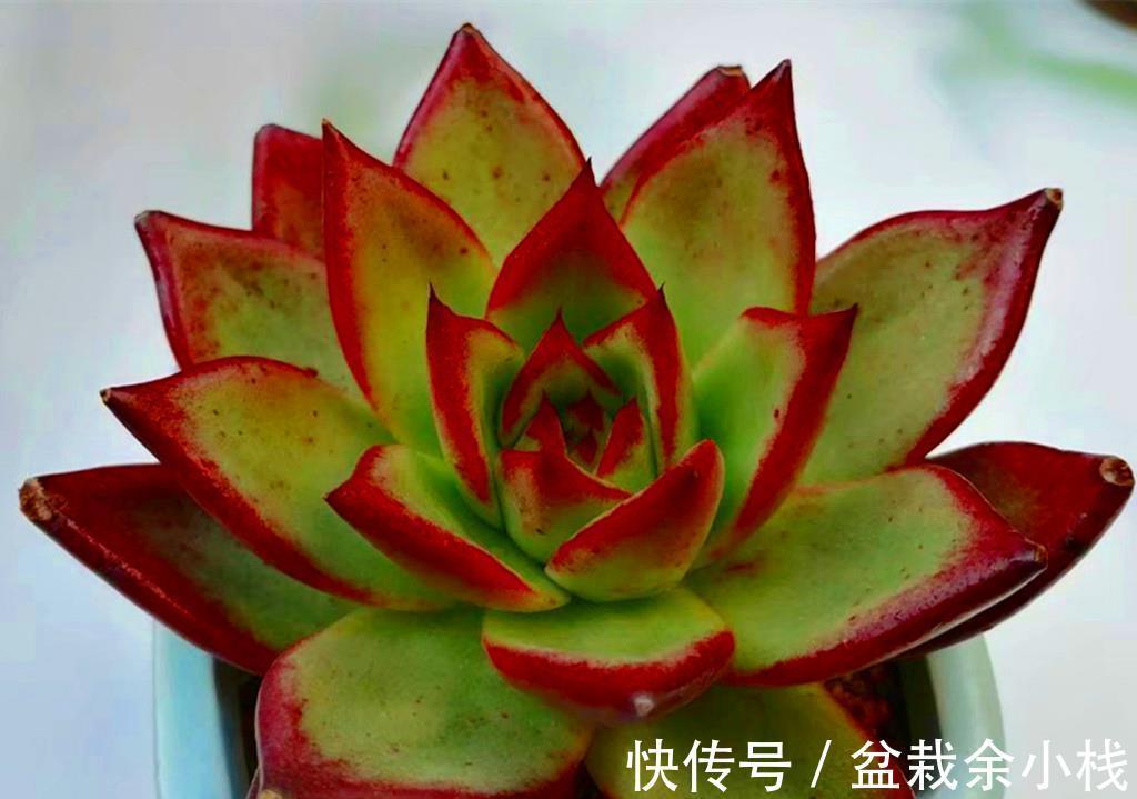 肉友们|这些从春可以红到秋的多肉,比较不容易掉状态,值得拥有
